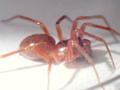 Gongylidium rufipes